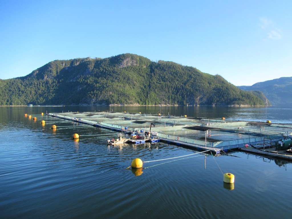 Aquaculture fish farm cages